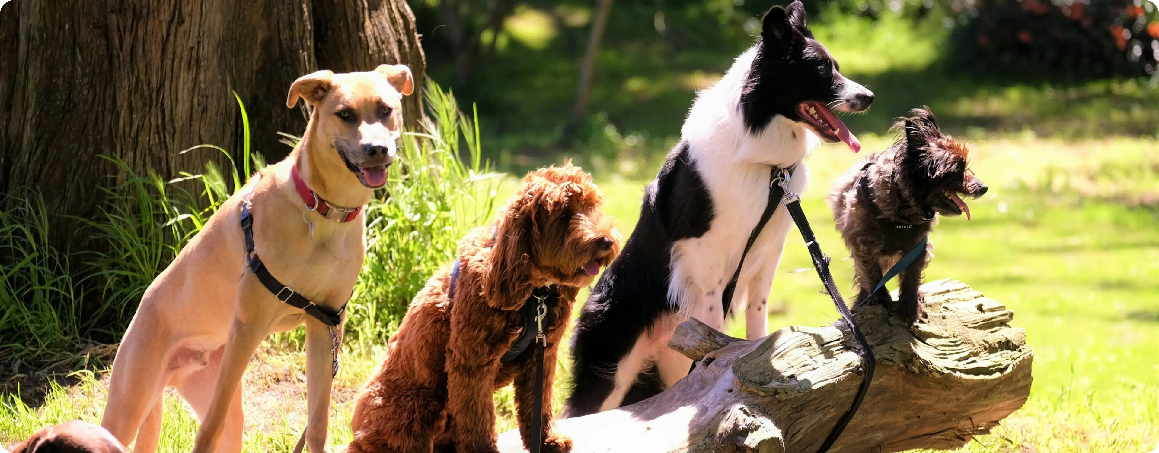 Dogs sitting in park