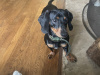 1 year old pure bred mini dachshund for stud 2