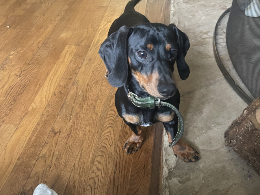 1 year old pure bred mini dachshund for stud 2