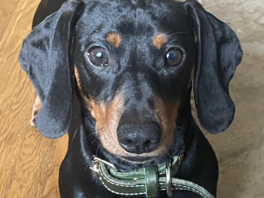1 year old pure bred mini dachshund for stud