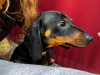 1 year old pure bred mini dachshund for stud 3