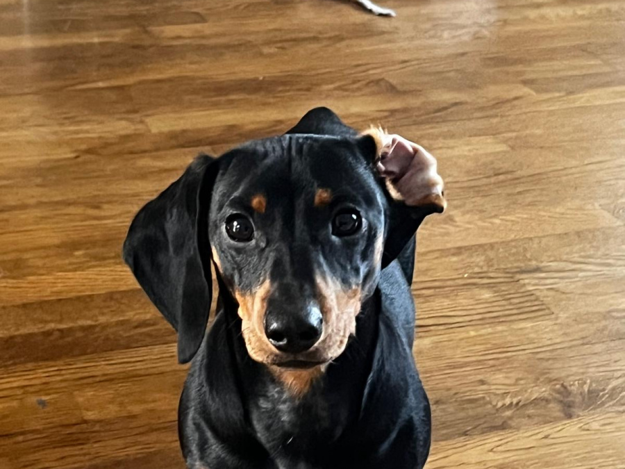 1 year old pure bred mini dachshund for stud 4