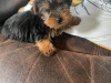 Miniature Yorkshire terrier pup for sale 1