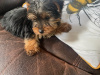 Miniature Yorkshire terrier pup for sale 3