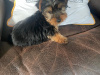 Miniature Yorkshire terrier pup for sale 4