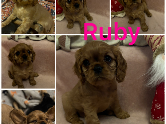 Cavalier King Charles Spaniel puppies IKC