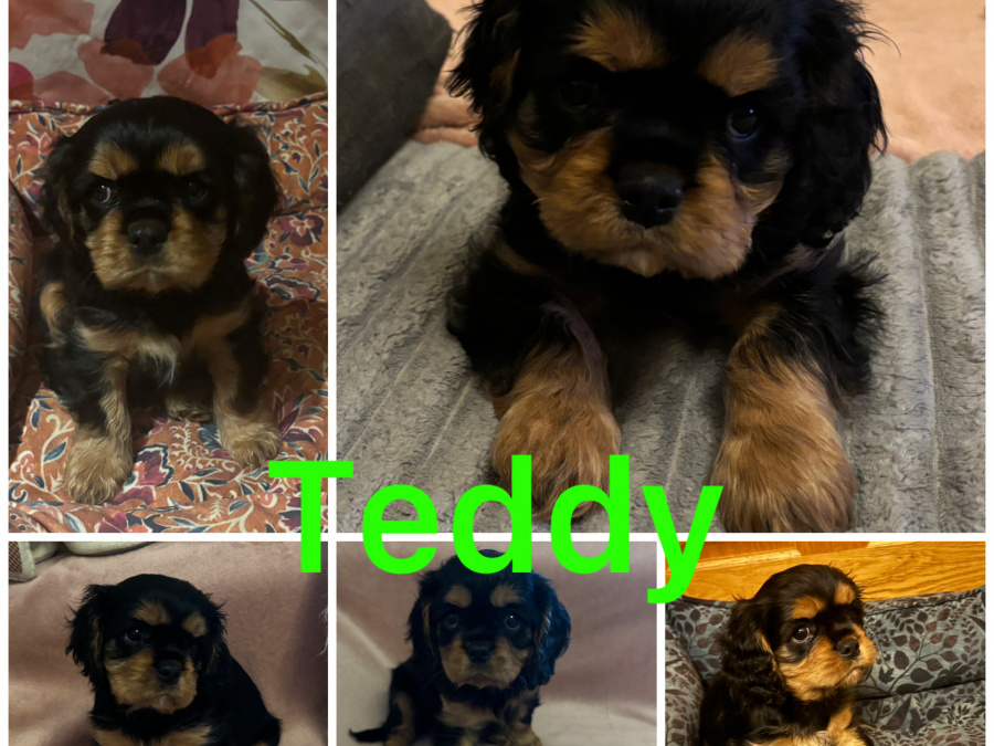 Cavalier King Charles Spaniel puppies IKC 2