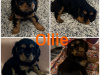 Cavalier King Charles Spaniel puppies IKC 4