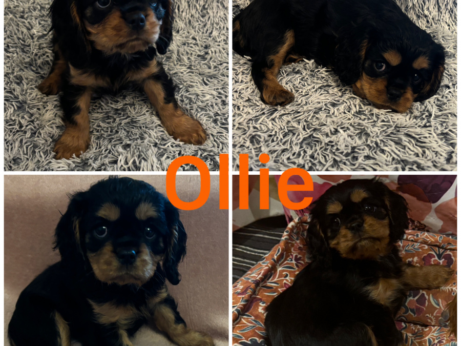 Cavalier King Charles Spaniel puppies IKC 4