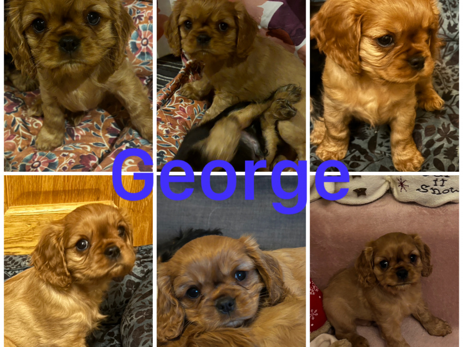 Cavalier King Charles Spaniel puppies IKC 3