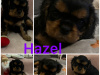Cavalier King Charles Spaniel puppies IKC 5