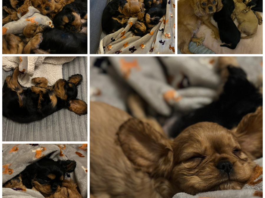 Cavalier King Charles Spaniel puppies IKC 6