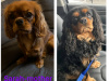 Cavalier King Charles Spaniel puppies IKC 7