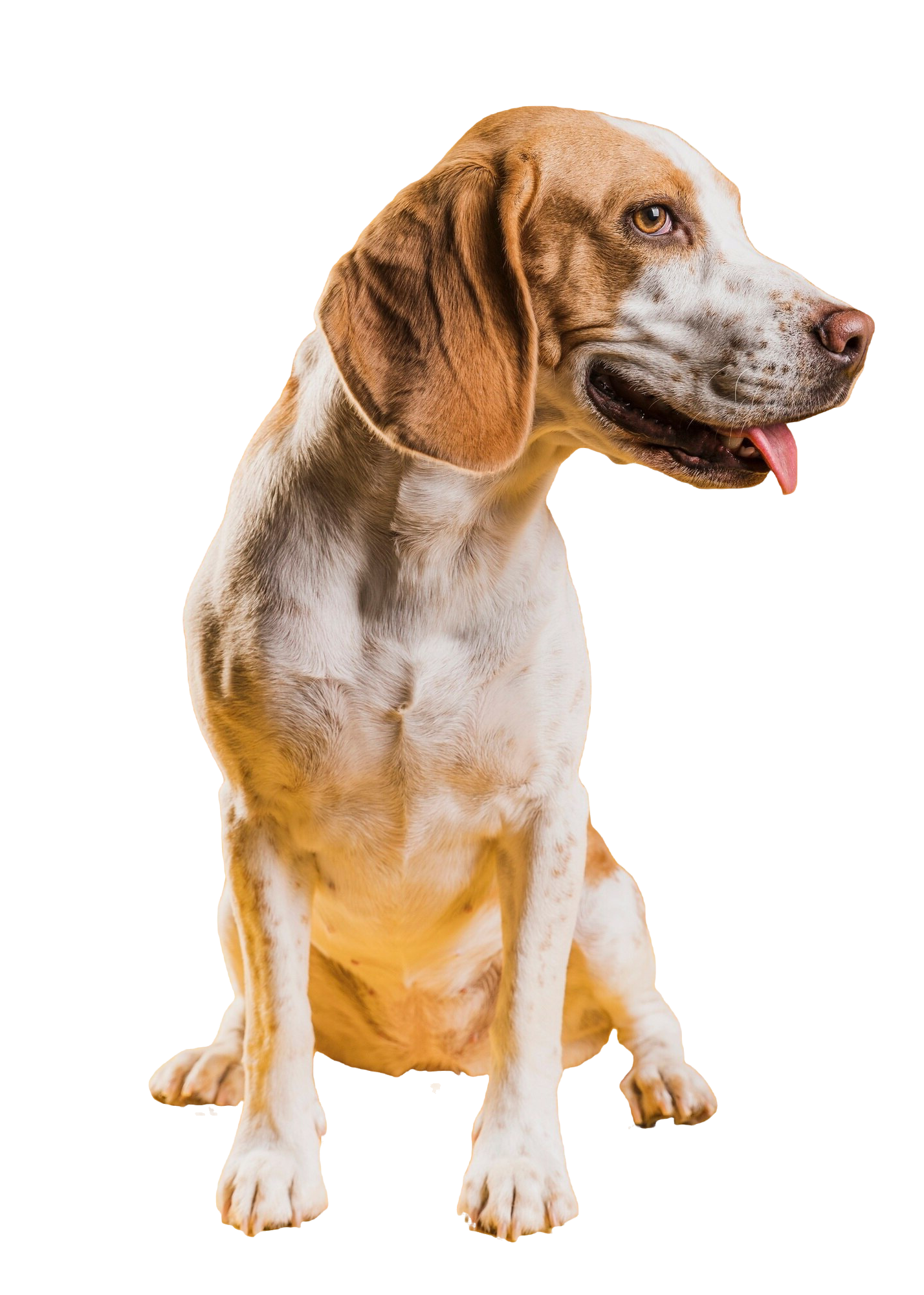 white and brown dog facing to the side with it's tongue out