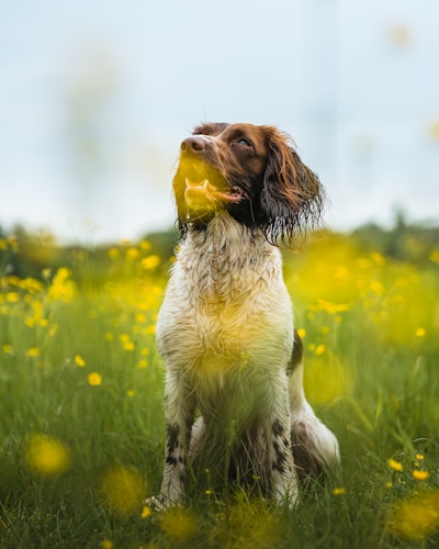 Dog in field