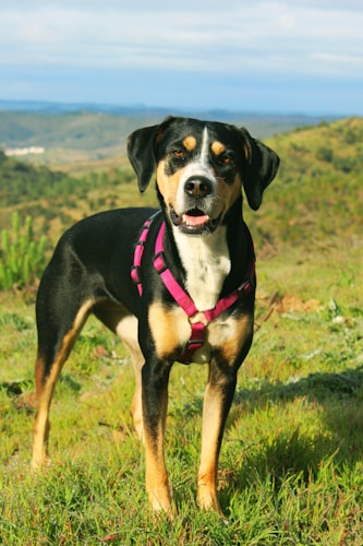 Dog in mountains