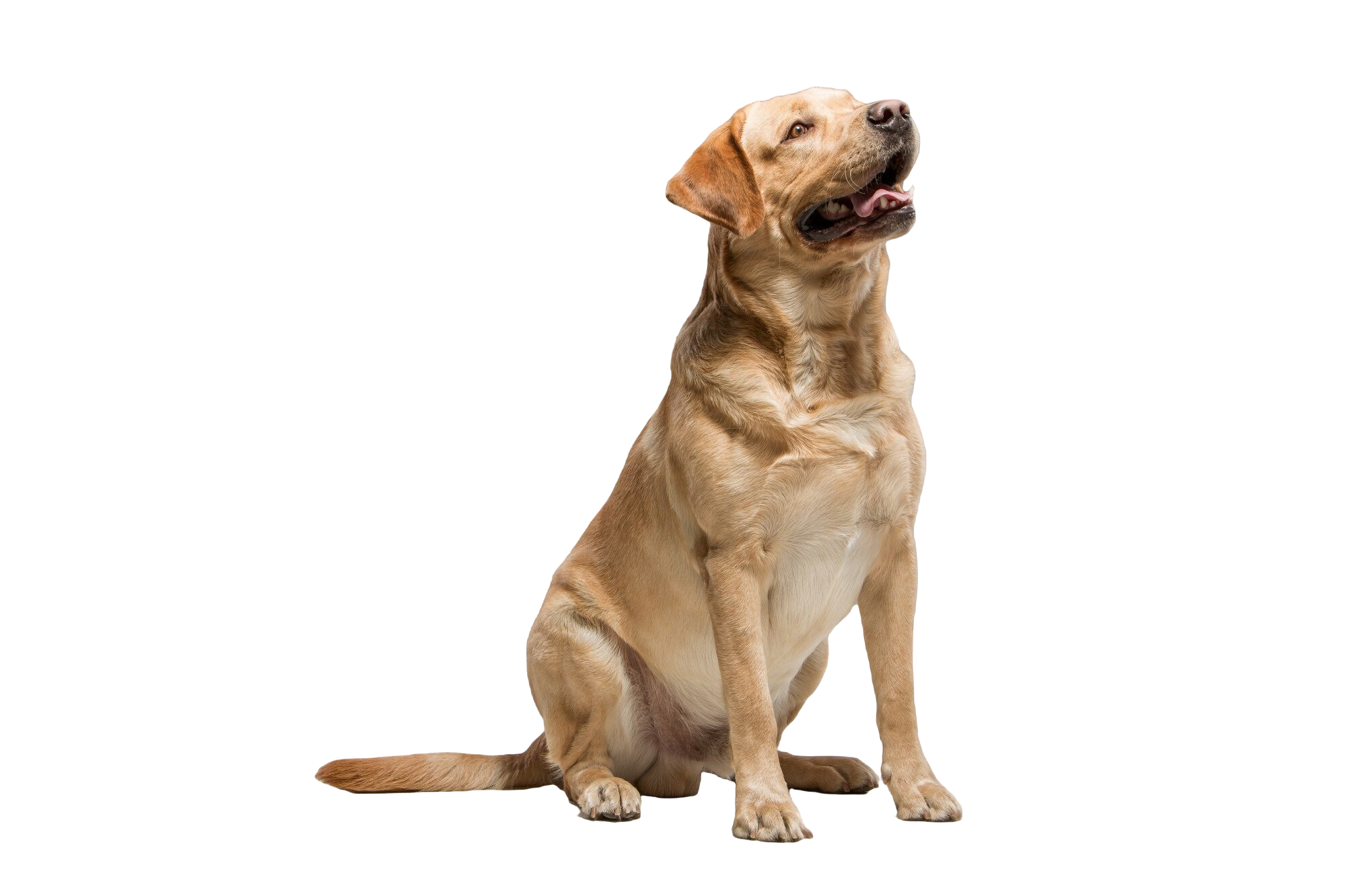 Yellow Labrador