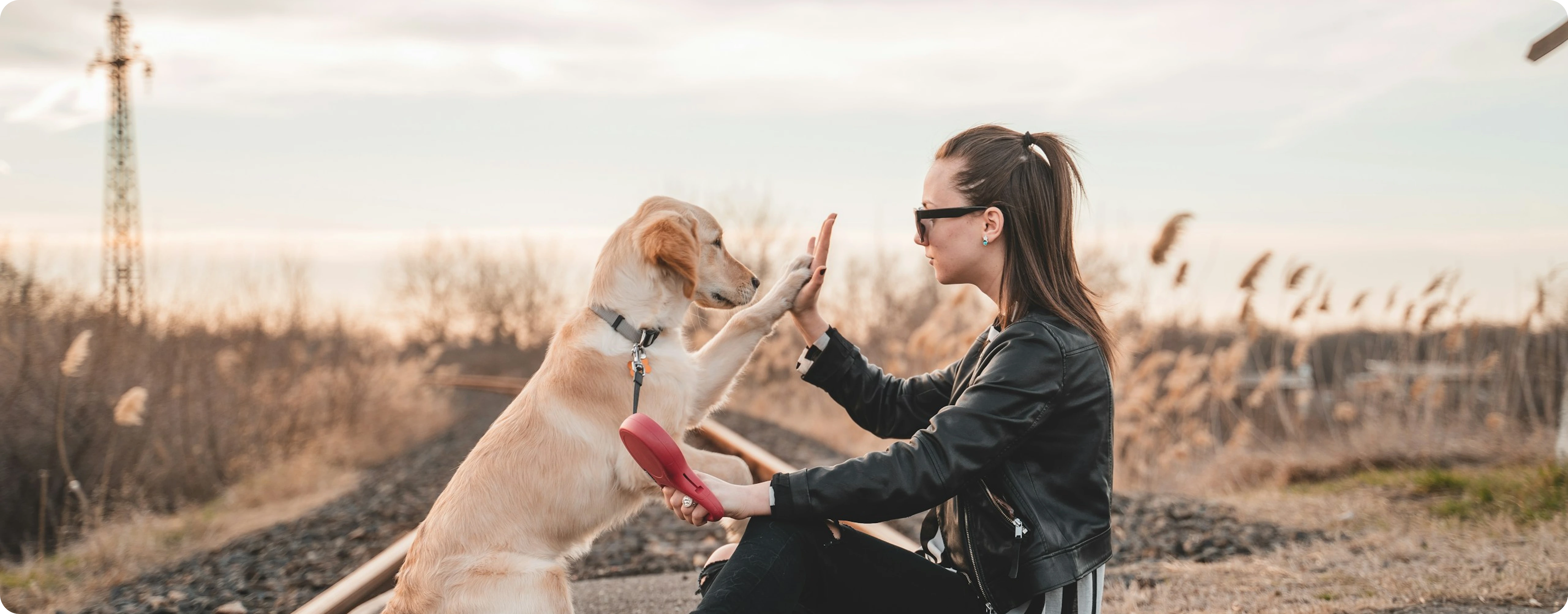 Dog Services