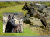 Beautiful and strong Belgian Shepherd x Dutch Shepherd 4