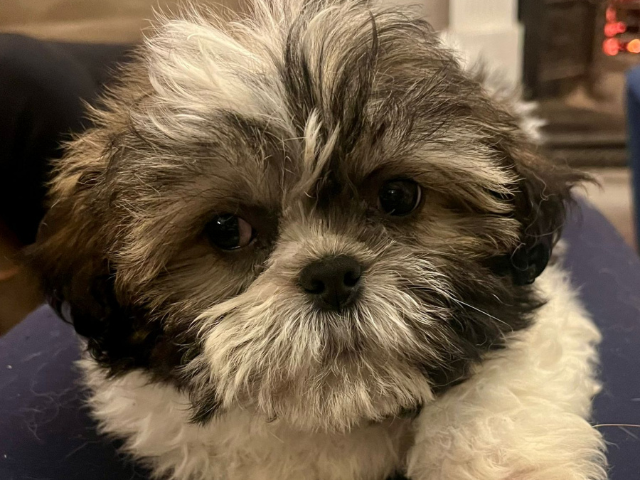 Amazing Family Pets 2