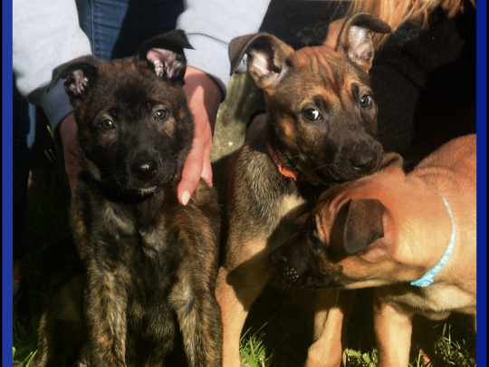 gorgeous belgian malinois pups