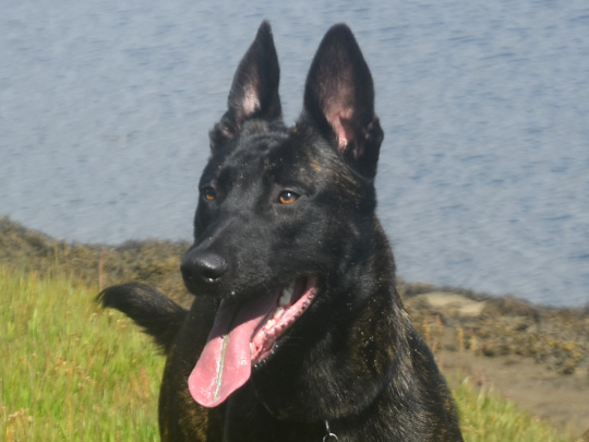 Beautiful and strong Belgian Shepherd x Dutch Shepherd