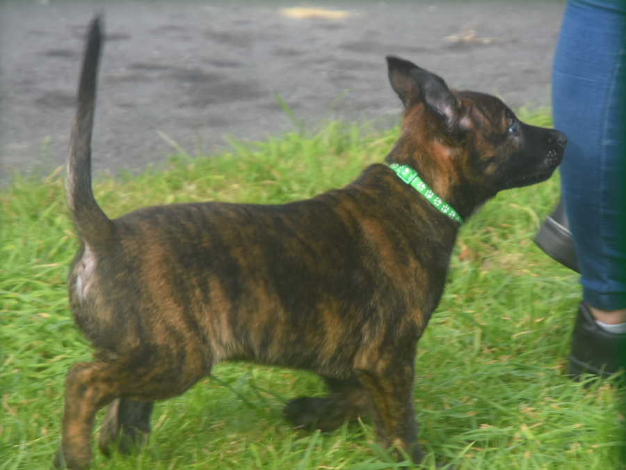 Beautiful and strong Belgian Shepherd x Dutch Shepherd 7