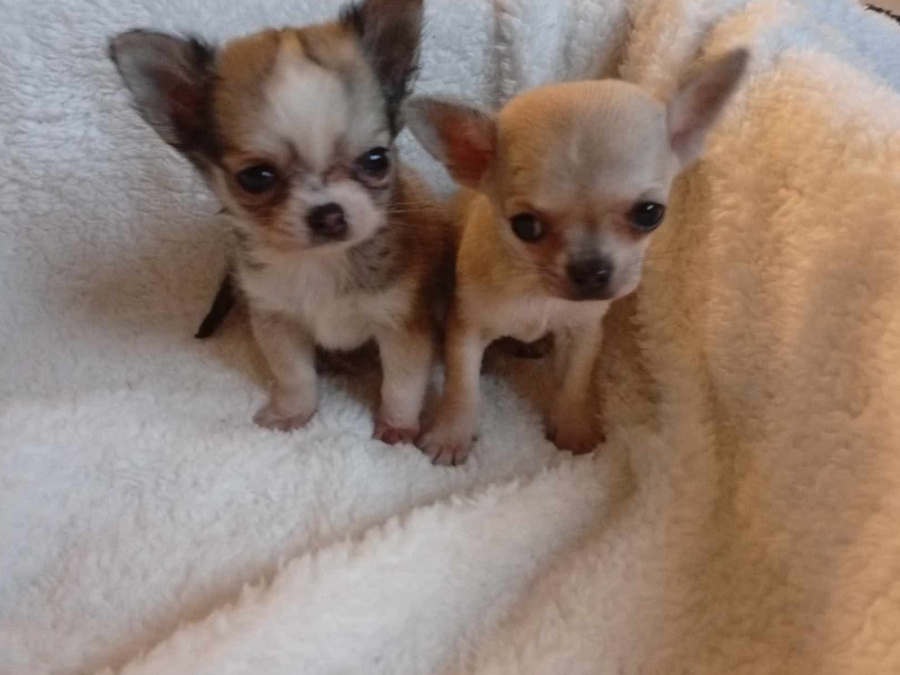 T cup chihuahua puppy 2