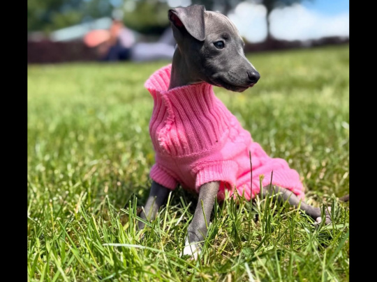 TINY ITALIAN GREYHOUNDS❤️❤️❤️❤️