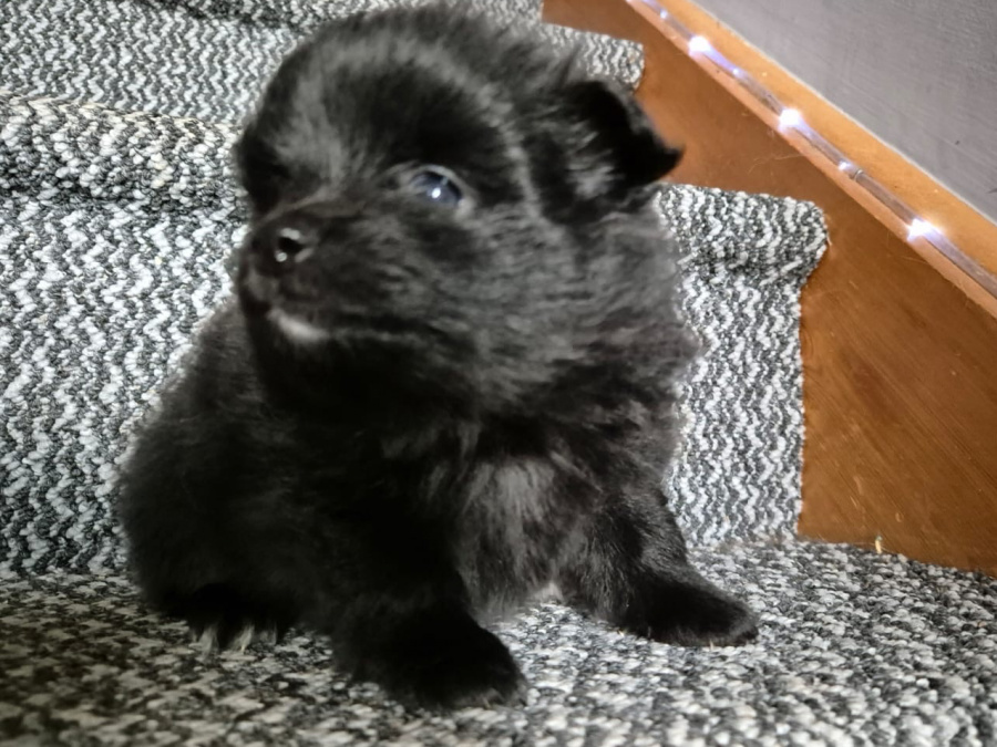 2 female Pomeranian puppies 4