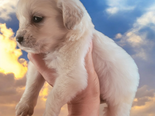 Stunning white /cream retrievers 3