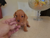 Miniature Dachshund 1