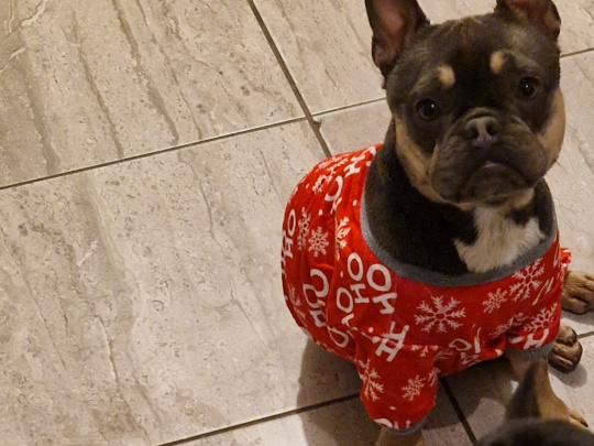 Cute French Bulldog 2 year old