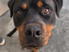 Murphy needs a home 1