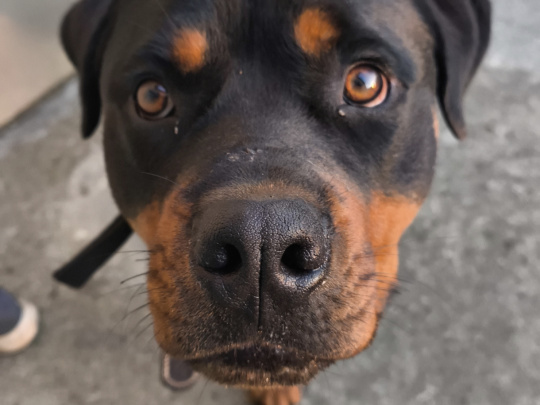 Murphy needs a home