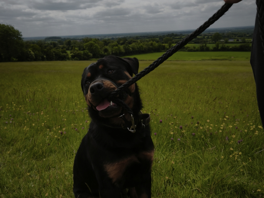 Murphy needs a home 2