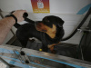 Murphy needs a home 3