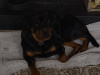Murphy needs a home 4