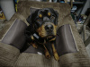 Murphy needs a home 6