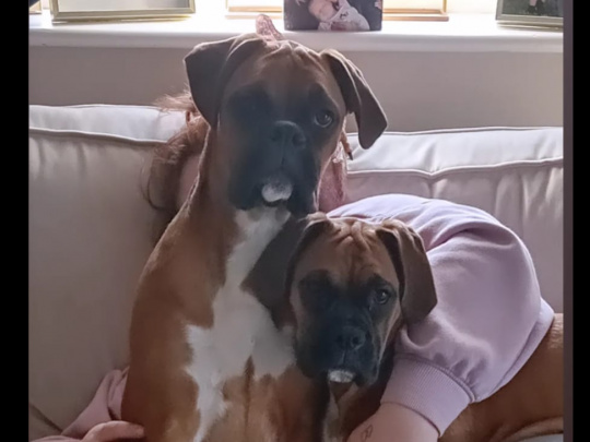 Two boxer pups for sale