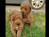 Red Miniature Poodle puppies 2