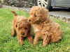 Red Miniature Poodle puppies 3