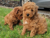 Red Miniature Poodle puppies 4