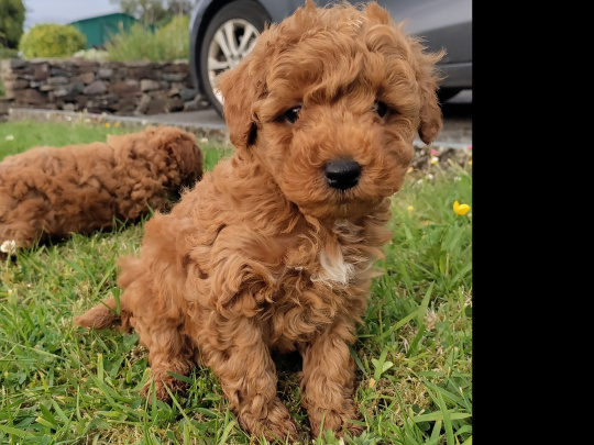 Red Miniature Poodle puppies
