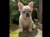 Fluffy French bulldogs 2