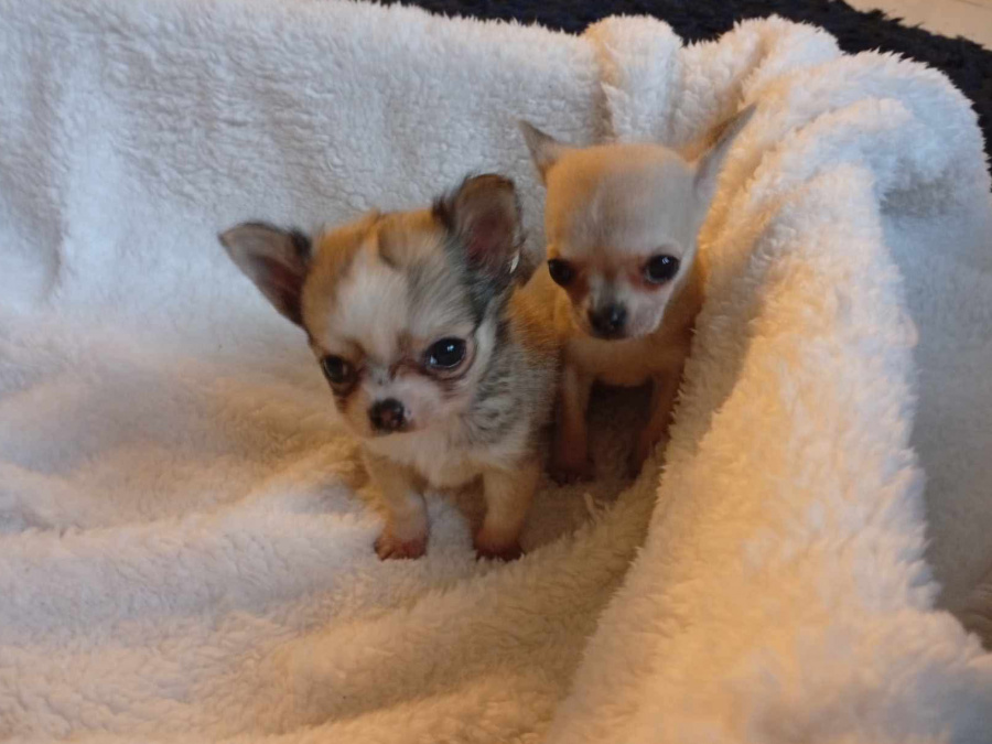 T cup chihuahua puppy 4