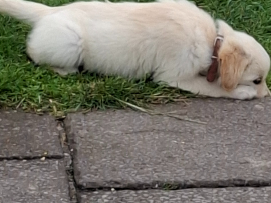 5 white/ Golden labrador retrievers