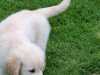 5 white/ Golden labrador retrievers 2