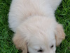 5 white/ Golden labrador retrievers 3