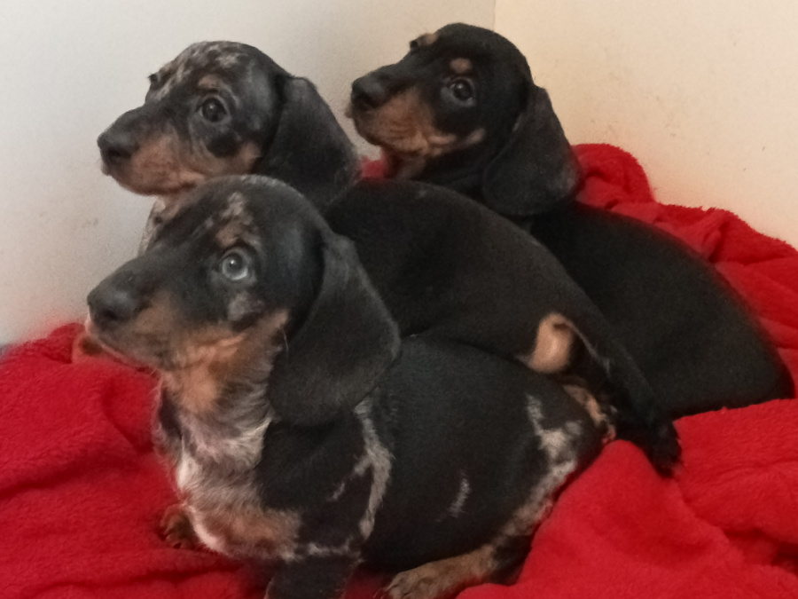 Miniature Dachshund Puppies 1